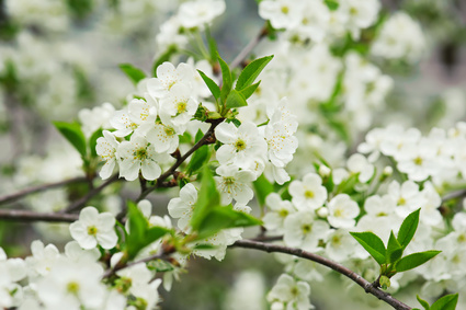 cerisier flowers