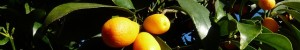 Les 7 bienfaits du kumquat