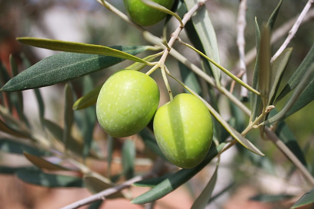 olives-473793_640
