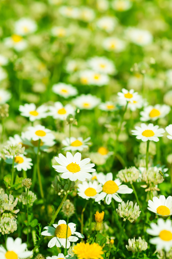 Wild camomile flowers growing on green meadow